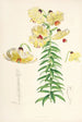 Lilium Monadelphum - Walter Hood Fitch — visning af kunstværket