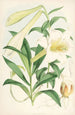 Lilium Neilgherriense - Walter Hood Fitch — visning af kunstværket