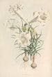 Lilium Philipinense - Walter Hood Fitch — visning af kunstværket