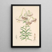 Lilium Polyphyllum - Walter Hood Fitch — indrammet kunstværk på væggen