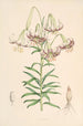 Lilium Polyphyllum - Walter Hood Fitch — visning af kunstværket