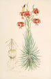 Lilium Pomponium - Walter Hood Fitch — visning af kunstværket
