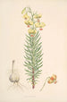 Lilium Pyrenaicum - Walter Hood Fitch — visning af kunstværket