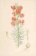 Lilium Tenuifolium - Walter Hood Fitch — visning af kunstværket