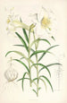 Lilium Wallichianum - Walter Hood Fitch — visning af kunstværket