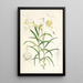 Lilium Wallichianum - Walter Hood Fitch — indrammet kunstværk på væggen