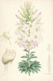Lilium Washingtonianum - Walter Hood Fitch — visning af kunstværket