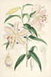 Lilium auratum - Walter Hood Fitch — visning af kunstværket