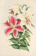 Lilium auratum var Parkmanm - Walter Hood Fitch — visning af kunstværket