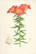 Lilium bulbiferum - Walter Hood Fitch — visning af kunstværket