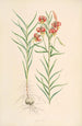 Lilium callosum - Walter Hood Fitch — visning af kunstværket