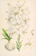 Lilium candidum - Walter Hood Fitch — visning af kunstværket