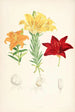 Lilium elegans var alutaceum - Walter Hood Fitch — visning af kunstværket