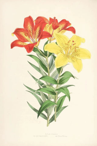 Walter Hood Fitch - Lilium elegans var incomparabile.webp