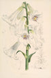 Lilium giganteum - Walter Hood Fitch — visning af kunstværket