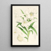 Lilium lingiflorium - Walter Hood Fitch — indrammet kunstværk på væggen