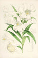 Lilium lingiflorium - Walter Hood Fitch — visning af kunstværket