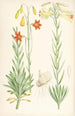 Lilium maritimum - Walter Hood Fitch — visning af kunstværket