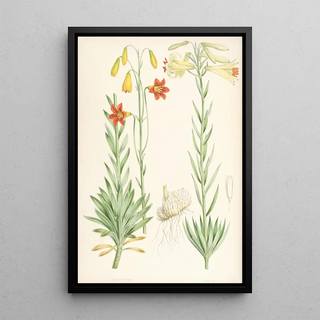 Walter Hood Fitch - Lilium maritimum.webp