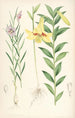 Lilium oxypetalum - Walter Hood Fitch — visning af kunstværket