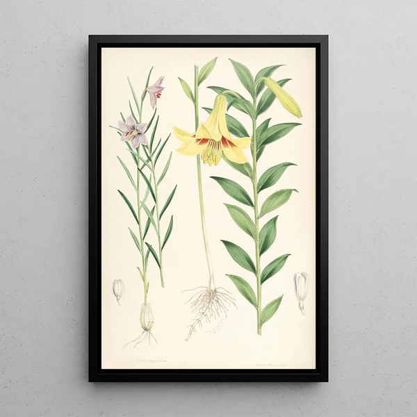 Walter Hood Fitch - Lilium oxypetalum.webp