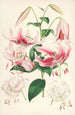 Lilium speciosum - Walter Hood Fitch — visning af kunstværket