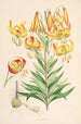 Lilium superbum - Walter Hood Fitch — visning af kunstværket