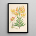 Lilium superbum - Walter Hood Fitch — indrammet kunstværk på væggen