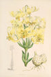 Lilium testaceum - Walter Hood Fitch — visning af kunstværket