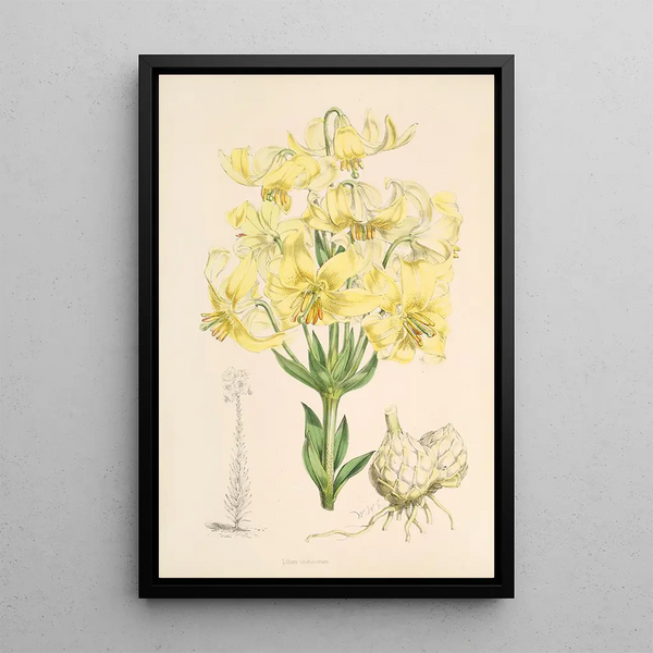 Walter Hood Fitch - Lilium testaceum.webp