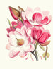 Magnolia campbellii Hf og T Plante à fleurs - Walter Hood Fitch — visning af kunstværket