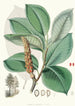 Magnolia Campbellii Hf og T plante frugtbar i løv - Walter Hood Fitch — visning af kunstværket