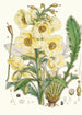 Meconopsis Nepalensis dc - Walter Hood Fitch — visning af kunstværket