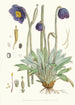 Meconopsis Simplicifolia H f og T - Walter Hood Fitch — visning af kunstværket