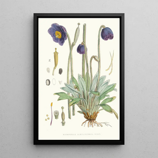 Walter Hood Fitch - Meconopsis Simplicifolia H f et T.webp