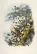 Les Rhododendrons de l'Himalaya de Sikkim Pl01 - Walter Hood Fitch — visning af kunstværket