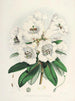 Les Rhododendrons du Sikkim Himalaya Pl02 - Walter Hood Fitch — visning af kunstværket
