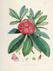 Les Rhododendrons du Sikkim Himalaya Pl03 - Walter Hood Fitch — visning af kunstværket