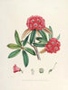 Les Rhododendrons du Sikkim Himalaya Pl04 - Walter Hood Fitch — visning af kunstværket