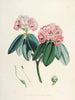 Les Rhododendrons du Sikkim Himalaya Pl05 - Walter Hood Fitch — visning af kunstværket