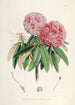Les Rhododendrons de l'Himalaya de Sikkim Pl06 - Walter Hood Fitch — visning af kunstværket