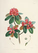 Les Rhododendrons de l'Himalaya de Sikkim Pl07 - Walter Hood Fitch — visning af kunstværket