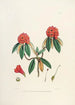 Les Rhododendrons de l'Himalaya de Sikkim Pl08 - Walter Hood Fitch — visning af kunstværket