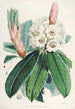 Les Rhododendrons de l'Himalaya de Sikkim Pl09 - Walter Hood Fitch — visning af kunstværket