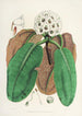 Himalaya Rhododendron de Sikkim Pl10 - Walter Hood Fitch — visning af kunstværket