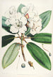 Les Rhododendrons de l'Himalaya de Sikkim Pl11 - Walter Hood Fitch — visning af kunstværket