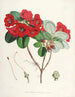 Les Rhododendrons du Sikkim Himalaya Pl12 - Walter Hood Fitch — visning af kunstværket