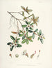 Les Rhododendrons du Sikkim Himalaya Pl13 - Walter Hood Fitch — visning af kunstværket