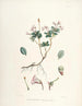 Les Rhododendrons du Sikkim-Himalaya Pl14 - Walter Hood Fitch — visning af kunstværket