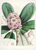 Les Rhododendrons de l'Himalaya de Sikkim Pl15 - Walter Hood Fitch — visning af kunstværket